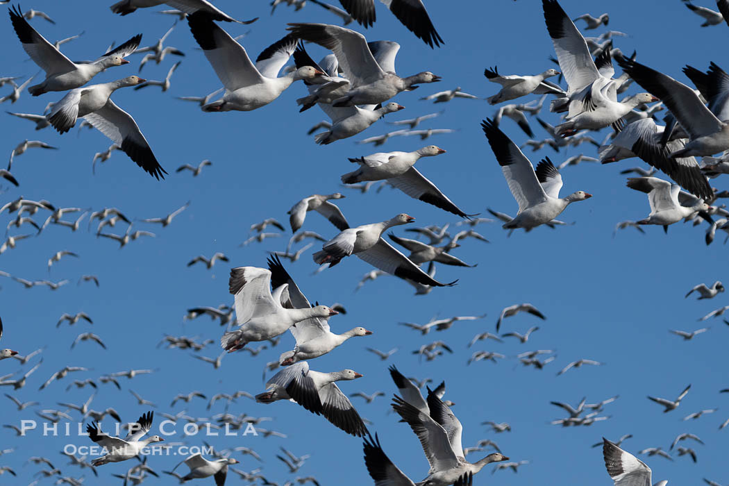 Snow Geese in Flight in Large Flock, Bosque del Apache National Wildlife Refuge., Chen caerulescens, natural history stock photograph, photo id 39919