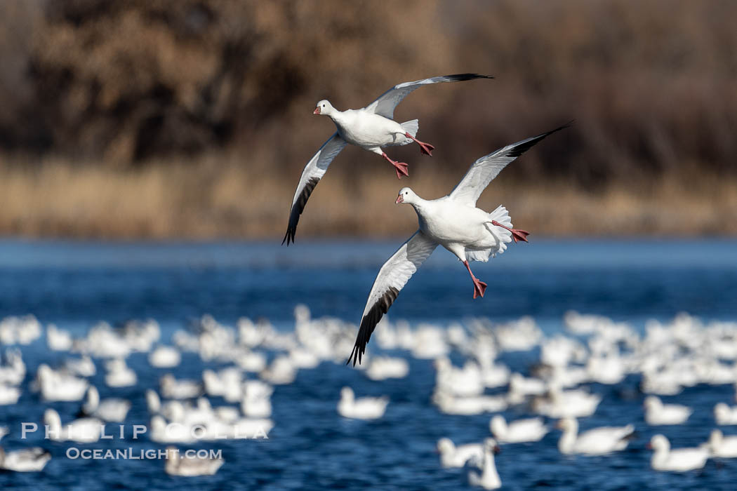 Snow Geese in Flight in Large Flock, Bosque del Apache National Wildlife Refuge. Socorro, New Mexico, USA, Chen caerulescens, natural history stock photograph, photo id 39921