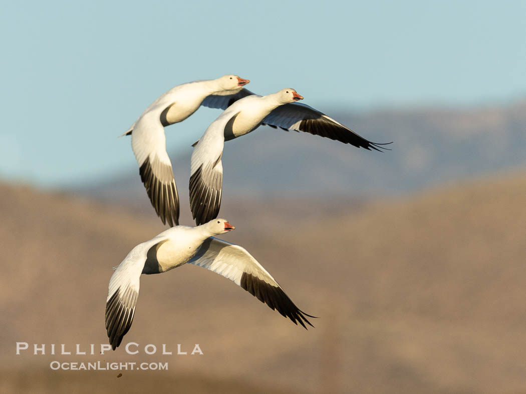 Snow Geese in Flight, Bosque del Apache NWR. Bosque del Apache National Wildlife Refuge, Socorro, New Mexico, USA, Chen caerulescens, natural history stock photograph, photo id 38724