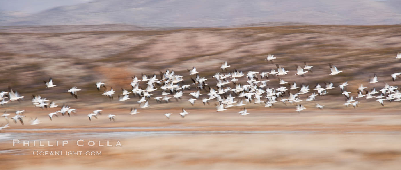 Snow geese in flight, wings are blurred in long time exposure as they are flying. Bosque Del Apache, Socorro, New Mexico, USA, Chen caerulescens, natural history stock photograph, photo id 26218
