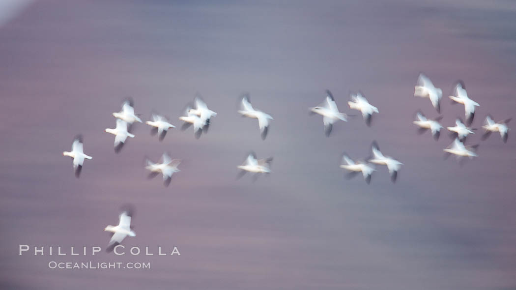 Snow geese in flight, wings are blurred in long time exposure as they are flying. Bosque Del Apache, Socorro, New Mexico, USA, Chen caerulescens, natural history stock photograph, photo id 26250