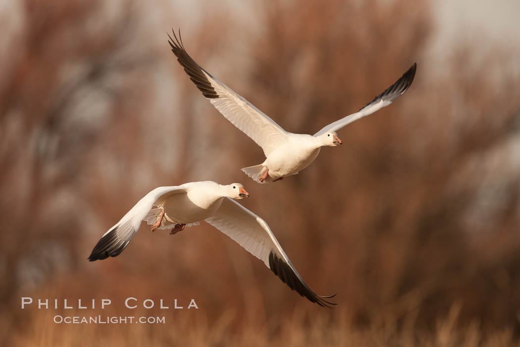 Snow geese in flight. Bosque Del Apache, Socorro, New Mexico, USA, Chen caerulescens, natural history stock photograph, photo id 26196