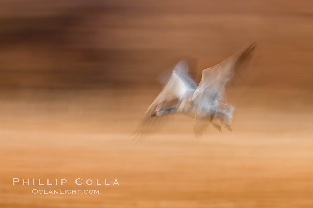 Snow geese in flight, wings are blurred in long time exposure as they are flying. Bosque Del Apache, Socorro, New Mexico, USA, Chen caerulescens, natural history stock photograph, photo id 26275