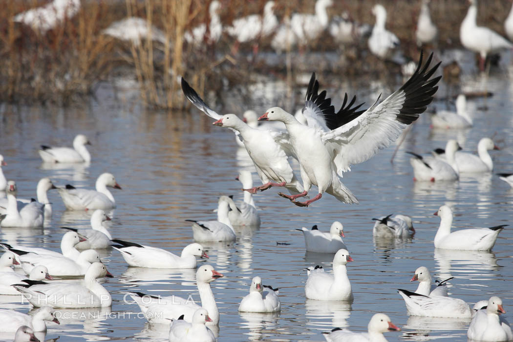Snow geese landing on water. Bosque del Apache National Wildlife Refuge, New Mexico, USA, Chen caerulescens, natural history stock photograph, photo id 19990