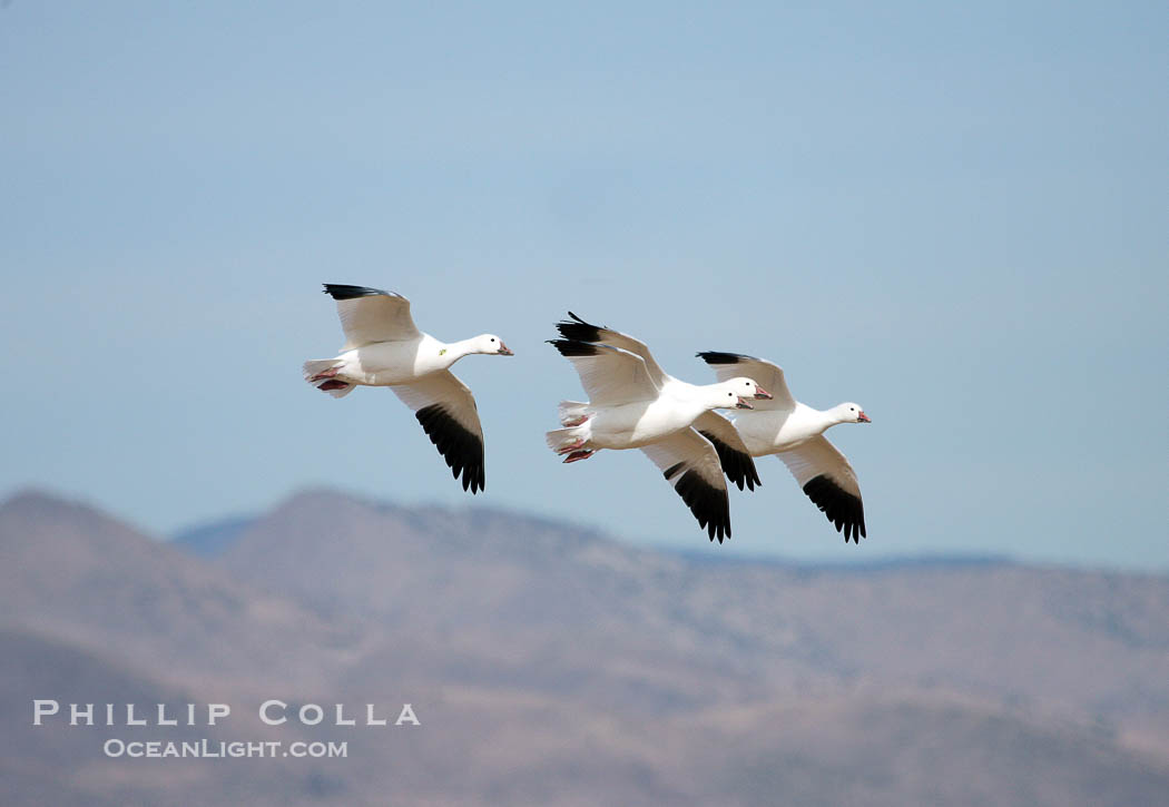 Snow geese in flight., Chen caerulescens, natural history stock photograph, photo id 19994