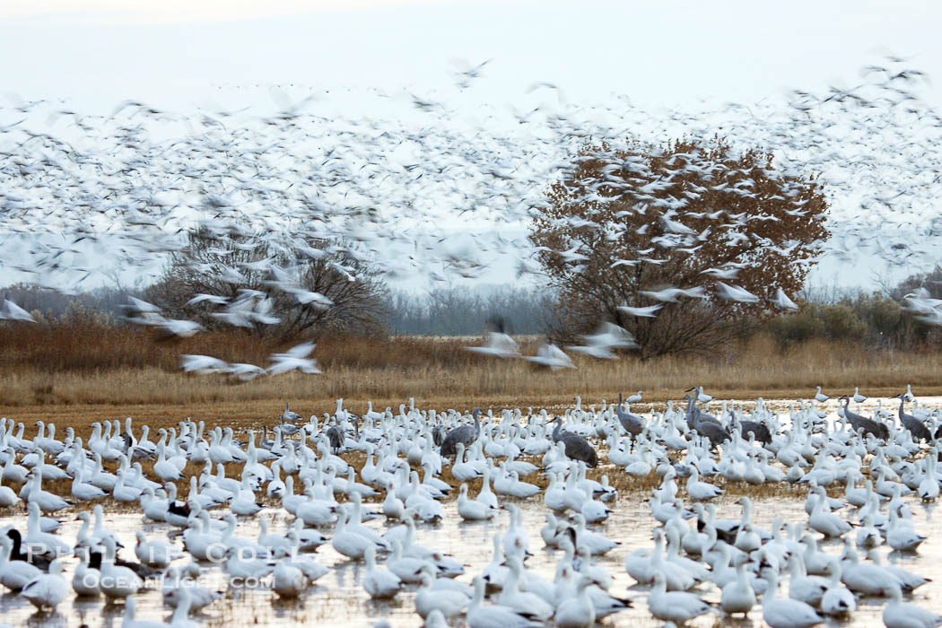 Snow geese gather in massive flocks over water, taking off and landing in synchrony., Chen caerulescens, natural history stock photograph, photo id 19998