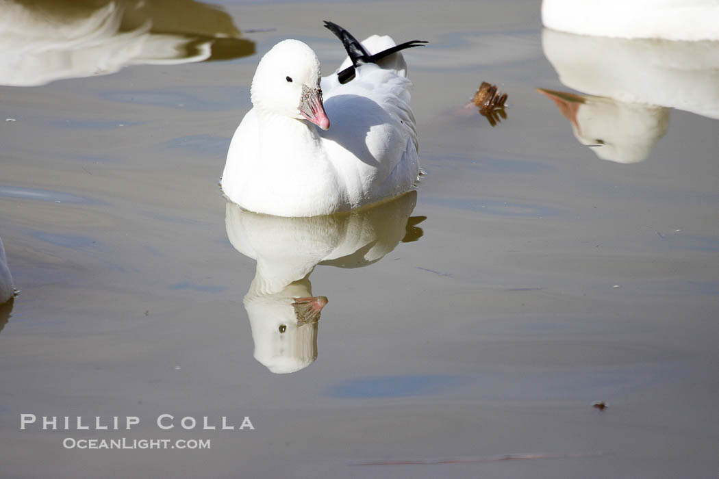 Snow goose., Chen caerulescens, natural history stock photograph, photo id 20010