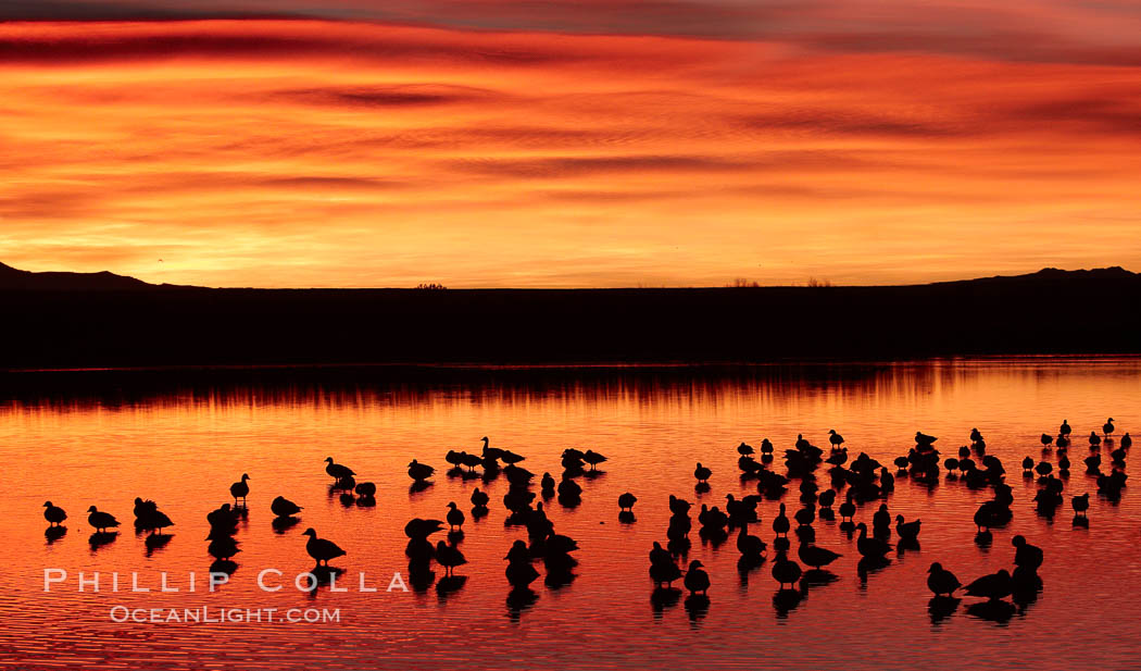 Snow geese rest on a still pond in rich orange and yellow sunrise light.  These geese have spent their night's rest on the main empoundment and will leave around sunrise to feed in nearby corn fields. Bosque del Apache National Wildlife Refuge, Socorro, New Mexico, USA, Chen caerulescens, natural history stock photograph, photo id 21802