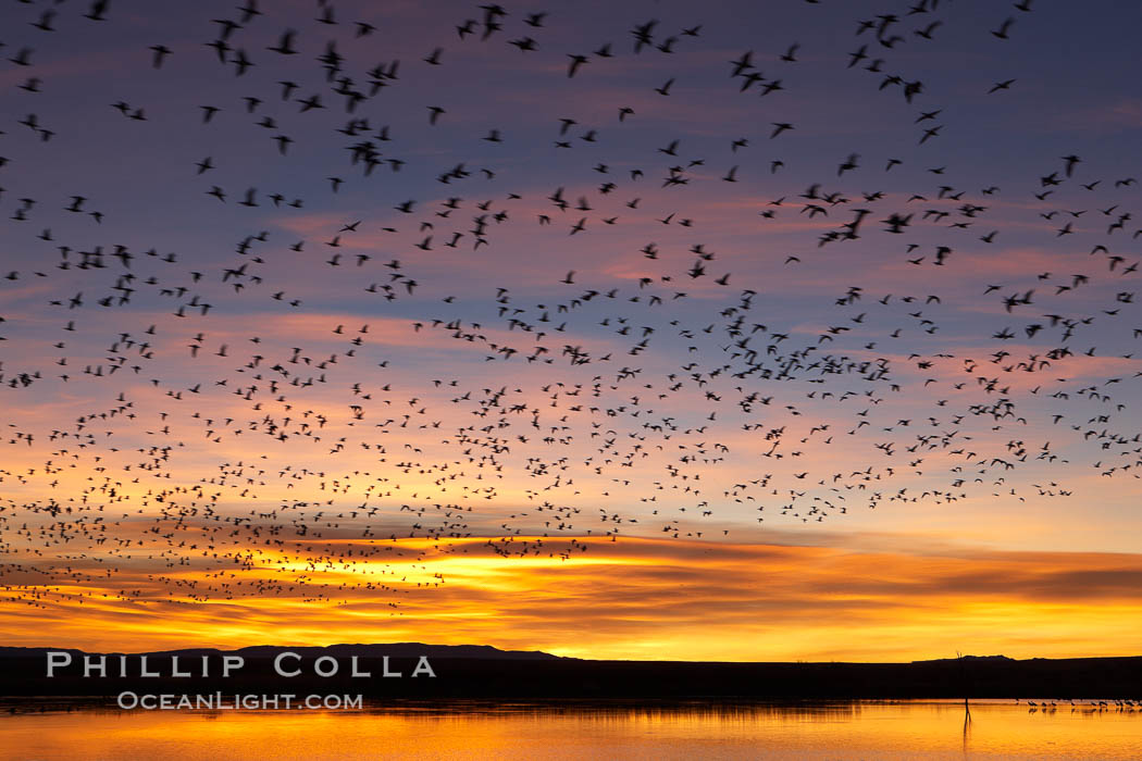 Snow geese at dawn. Snow geese often "blast off" just before or after dawn, leaving the ponds where they rest for the night to forage elsewhere during the day, Chen caerulescens, Bosque del Apache National Wildlife Refuge, Socorro, New Mexico