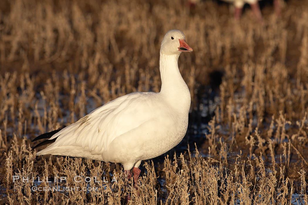 Snow goose standing in marsh grass. Bosque del Apache National Wildlife Refuge, Socorro, New Mexico, USA, Chen caerulescens, natural history stock photograph, photo id 21838