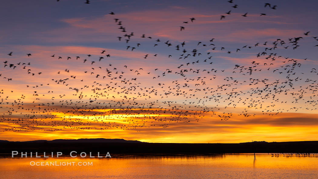 Snow geese at dawn.  Snow geese often "blast off" just before or after dawn, leaving the ponds where they rest for the night to forage elsewhere during the day. Bosque del Apache National Wildlife Refuge, Socorro, New Mexico, USA, Chen caerulescens, natural history stock photograph, photo id 21850