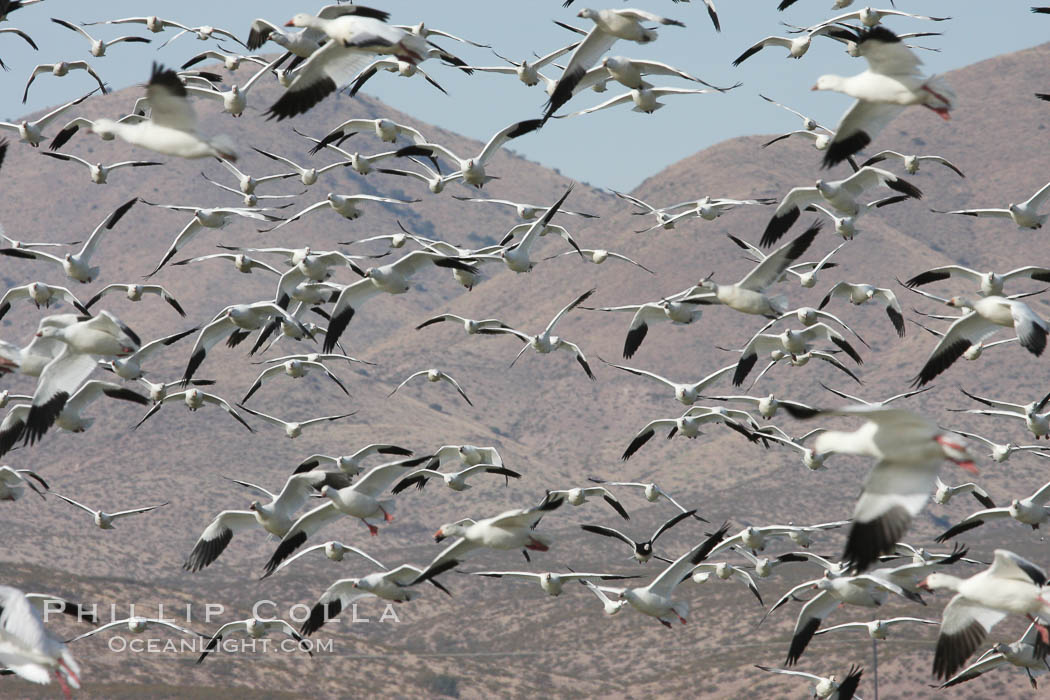 Snow geese gather in massive flocks over water, taking off and landing in synchrony. Bosque del Apache National Wildlife Refuge, New Mexico, USA, Chen caerulescens, natural history stock photograph, photo id 19992