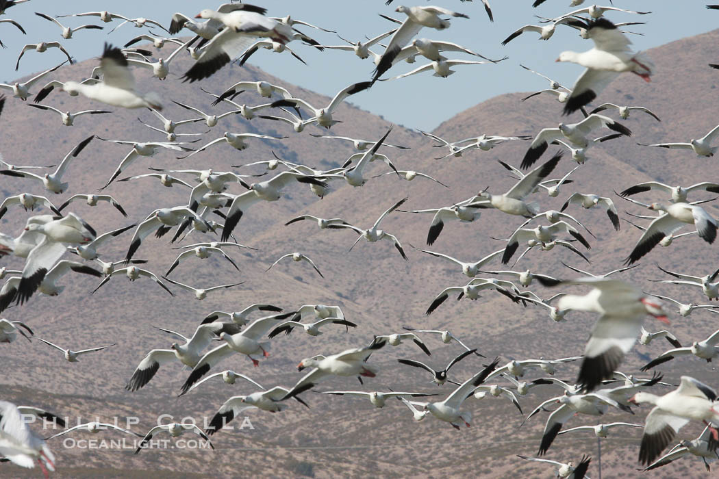 Snow geese gather in massive flocks over water, taking off and landing in synchrony., Chen caerulescens, natural history stock photograph, photo id 19992