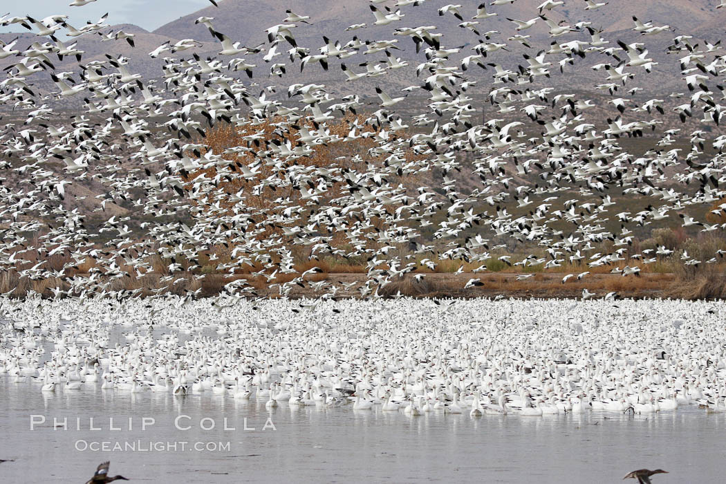Snow geese gather in massive flocks over water, taking off and landing in synchrony. Bosque del Apache National Wildlife Refuge, New Mexico, USA, Chen caerulescens, natural history stock photograph, photo id 20008