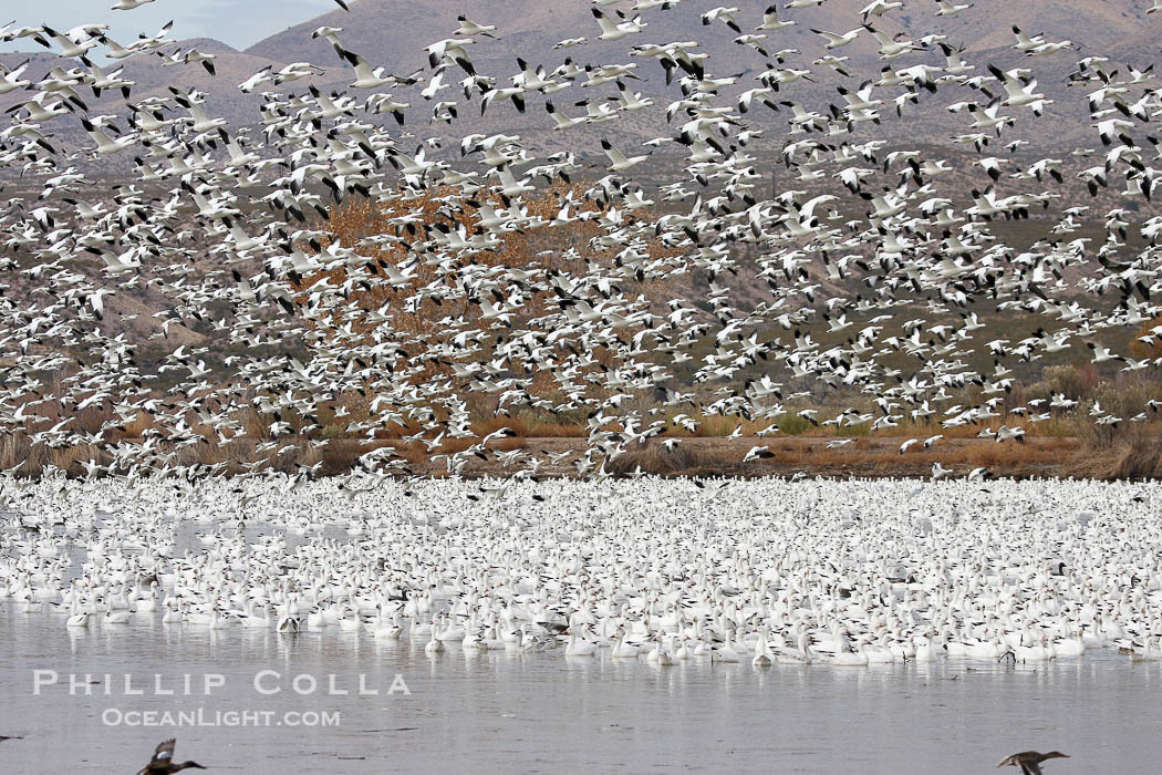 Snow geese gather in massive flocks over water, taking off and landing in synchrony., Chen caerulescens, natural history stock photograph, photo id 20008
