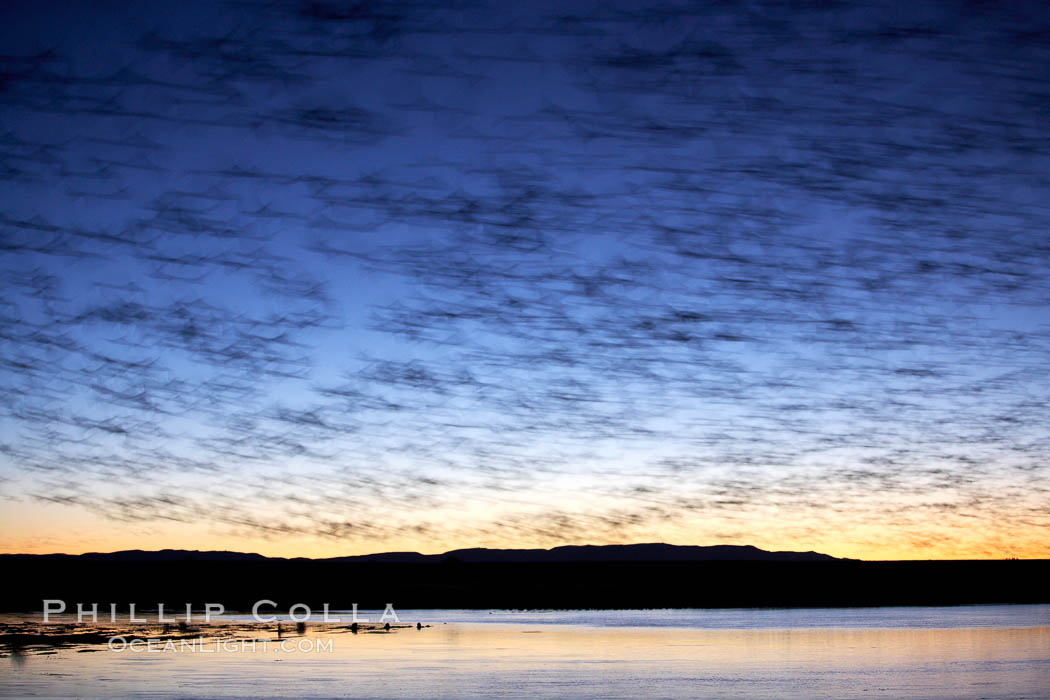 Snow geese at dawn.  Snow geese often "blast off" just before or after dawn, leaving the ponds where they rest for the night to forage elsewhere during the day. Bosque del Apache National Wildlife Refuge, Socorro, New Mexico, USA, Chen caerulescens, natural history stock photograph, photo id 21800