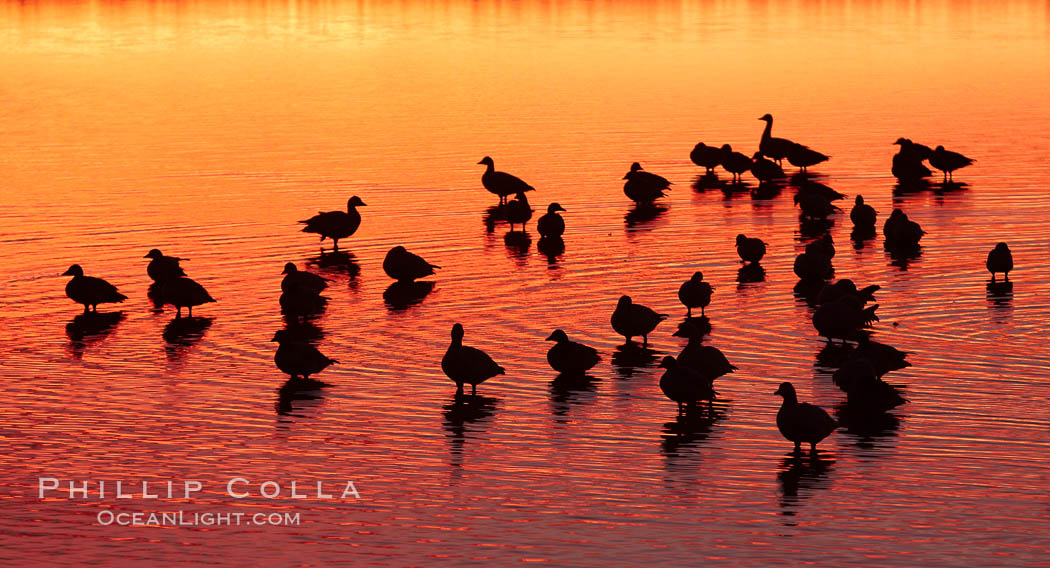 Snow geese rest on a still pond in rich orange and yellow sunrise light.  These geese have spent their night's rest on the main empoundment and will leave around sunrise to feed in nearby corn fields. Bosque del Apache National Wildlife Refuge, Socorro, New Mexico, USA, Chen caerulescens, natural history stock photograph, photo id 21820