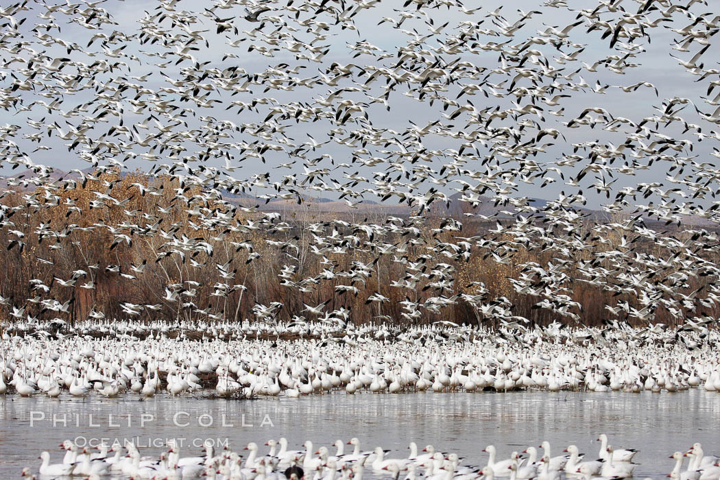 Snow geese gather in massive flocks over water, taking off and landing in synchrony. Bosque del Apache National Wildlife Refuge, New Mexico, USA, Chen caerulescens, natural history stock photograph, photo id 19991