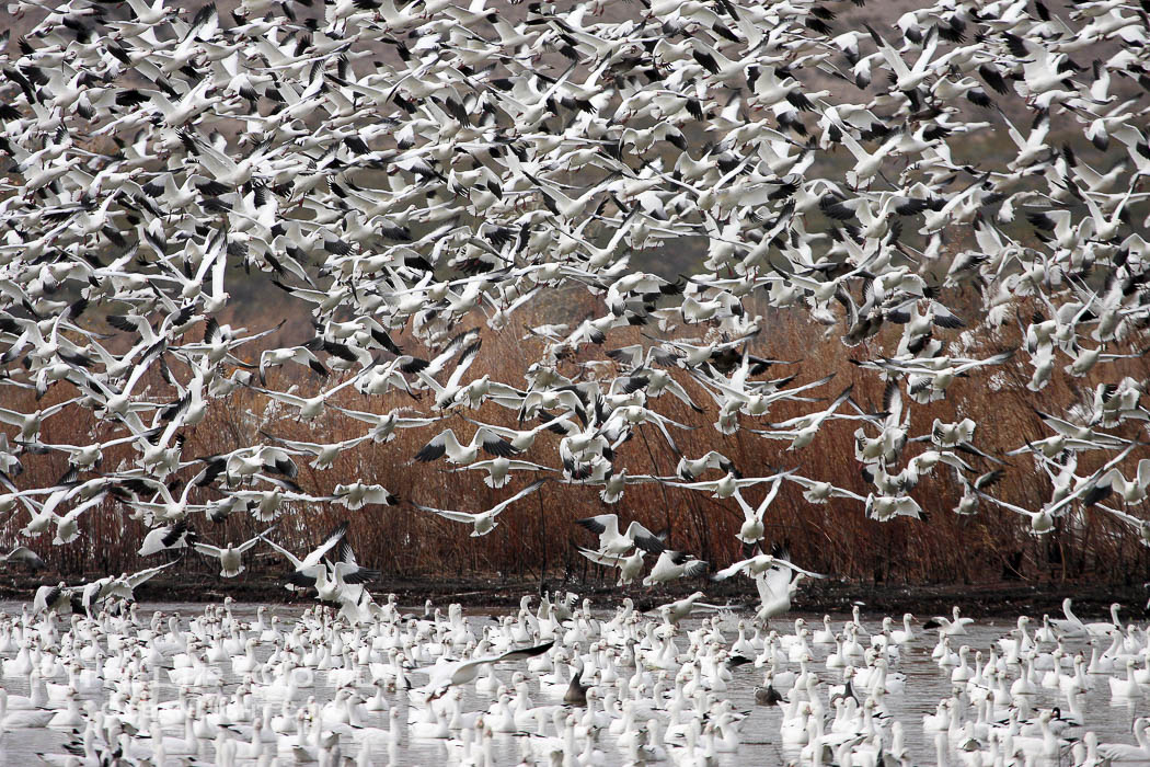 Snow geese gather in massive flocks over water, taking off and landing in synchrony., Chen caerulescens, natural history stock photograph, photo id 20007