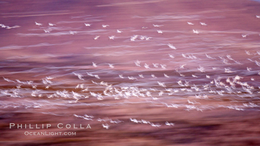 Snow geese at dawn.  Thousands of snow geese fly over the brown hills of Bosque del Apache National Wildlife Refuge.  In the dim predawn light, the geese appear as streaks in the sky. Socorro, New Mexico, USA, Chen caerulescens, natural history stock photograph, photo id 21859