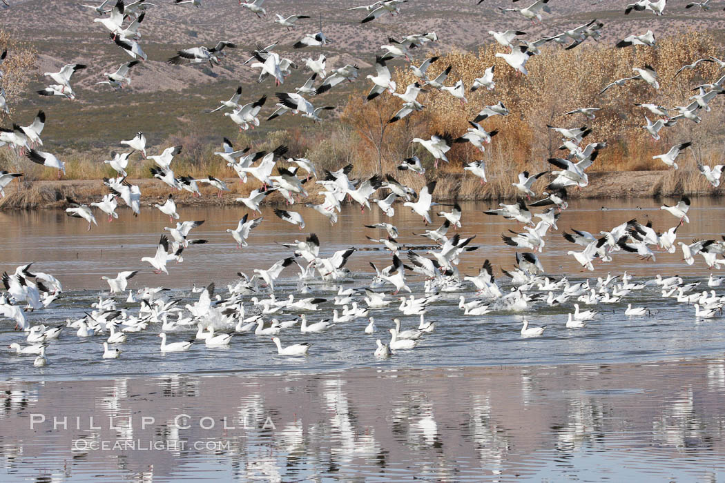 Snow geese gather in massive flocks over water, taking off and landing in synchrony. Bosque del Apache National Wildlife Refuge, New Mexico, USA, Chen caerulescens, natural history stock photograph, photo id 19993