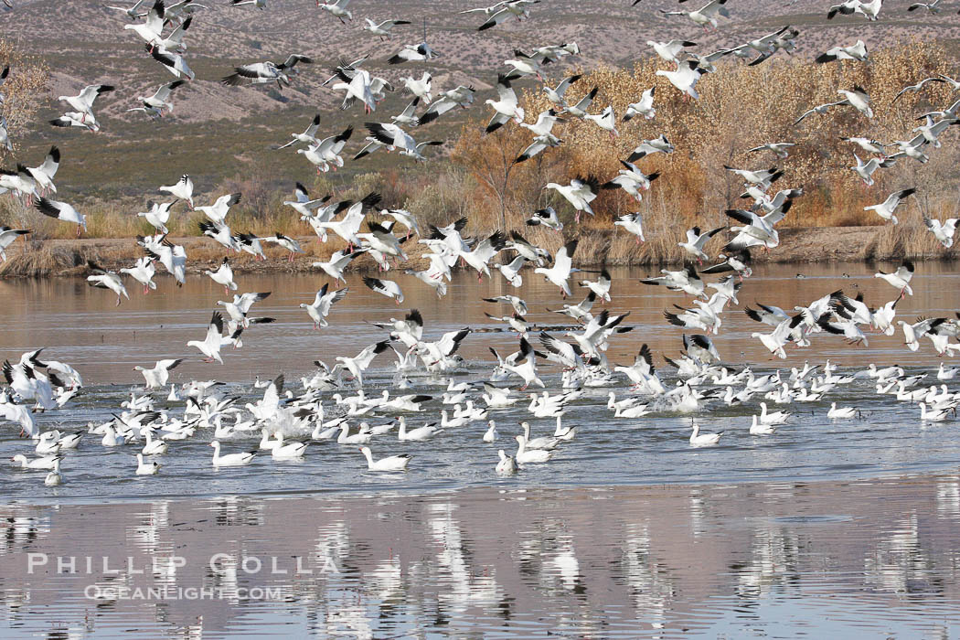 Snow geese gather in massive flocks over water, taking off and landing in synchrony., Chen caerulescens, natural history stock photograph, photo id 19993