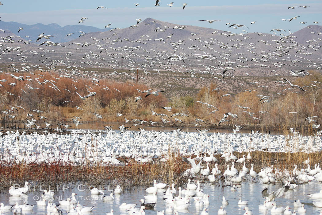 Snow geese gather in massive flocks over water, taking off and landing in synchrony. Bosque del Apache National Wildlife Refuge, New Mexico, USA, Chen caerulescens, natural history stock photograph, photo id 20001