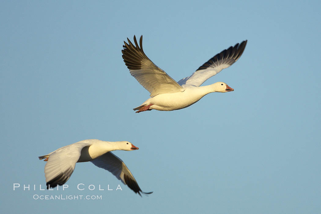 Snow geese in flight. Bosque del Apache National Wildlife Refuge, Socorro, New Mexico, USA, Chen caerulescens, natural history stock photograph, photo id 21882