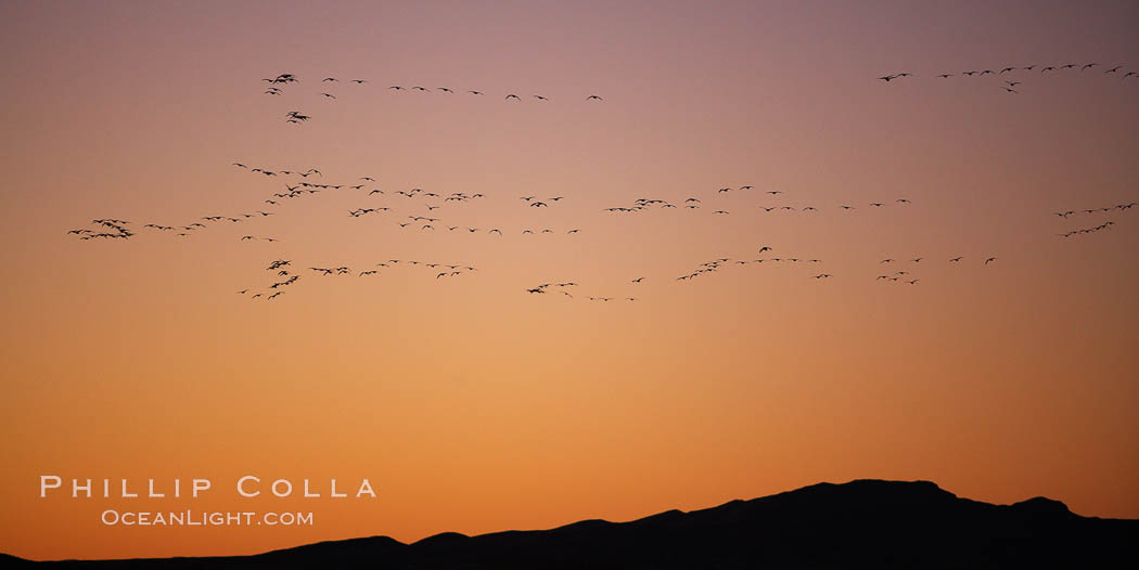 Snow geese in flight, at sunrise with rich early morning sky colors. Bosque del Apache National Wildlife Refuge, Socorro, New Mexico, USA, Chen caerulescens, natural history stock photograph, photo id 21900
