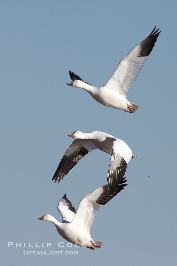 Snow geese in flight., Chen caerulescens, natural history stock photograph, photo id 22000