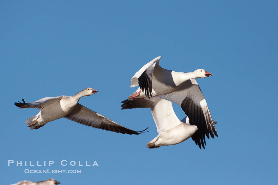 Snow geese in flight., Chen caerulescens, natural history stock photograph, photo id 22012