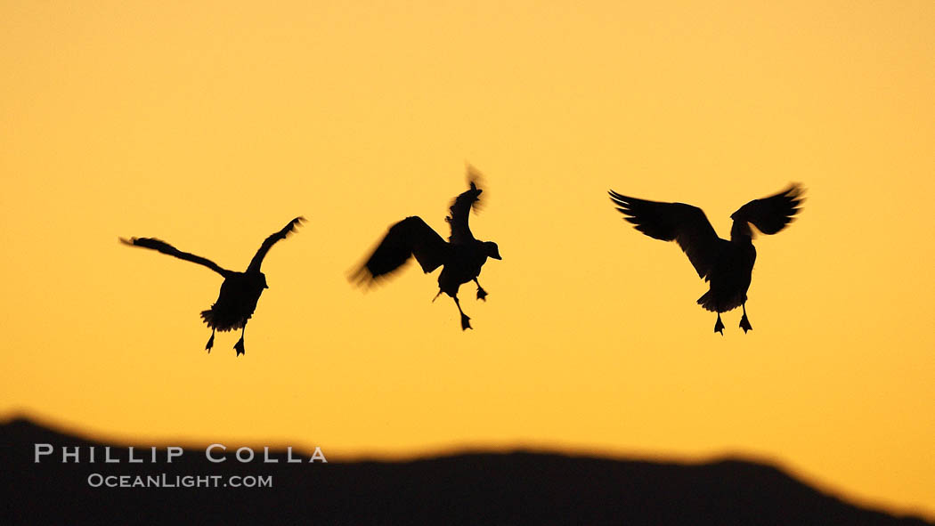 Snow geese in flight, at sunrise with rich early morning sky colors. Bosque del Apache National Wildlife Refuge, Socorro, New Mexico, USA, Chen caerulescens, natural history stock photograph, photo id 21835