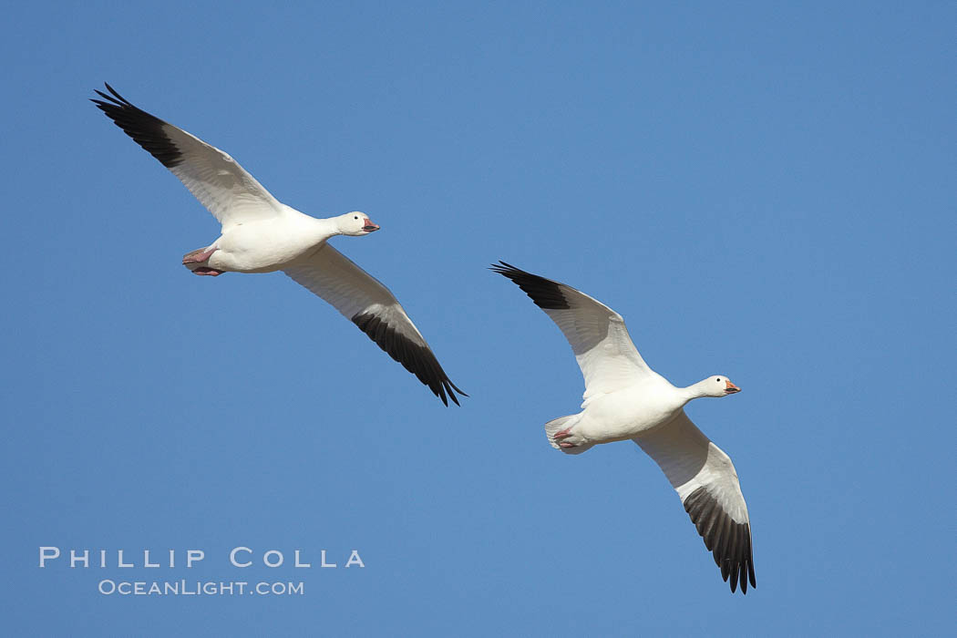 Snow geese in flight. Bosque del Apache National Wildlife Refuge, Socorro, New Mexico, USA, Chen caerulescens, natural history stock photograph, photo id 21987