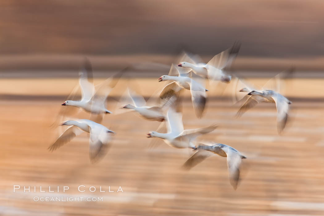 Snow geese in flight, wings are blurred in long time exposure as they are flying. Bosque Del Apache, Socorro, New Mexico, USA, Chen caerulescens, natural history stock photograph, photo id 26211
