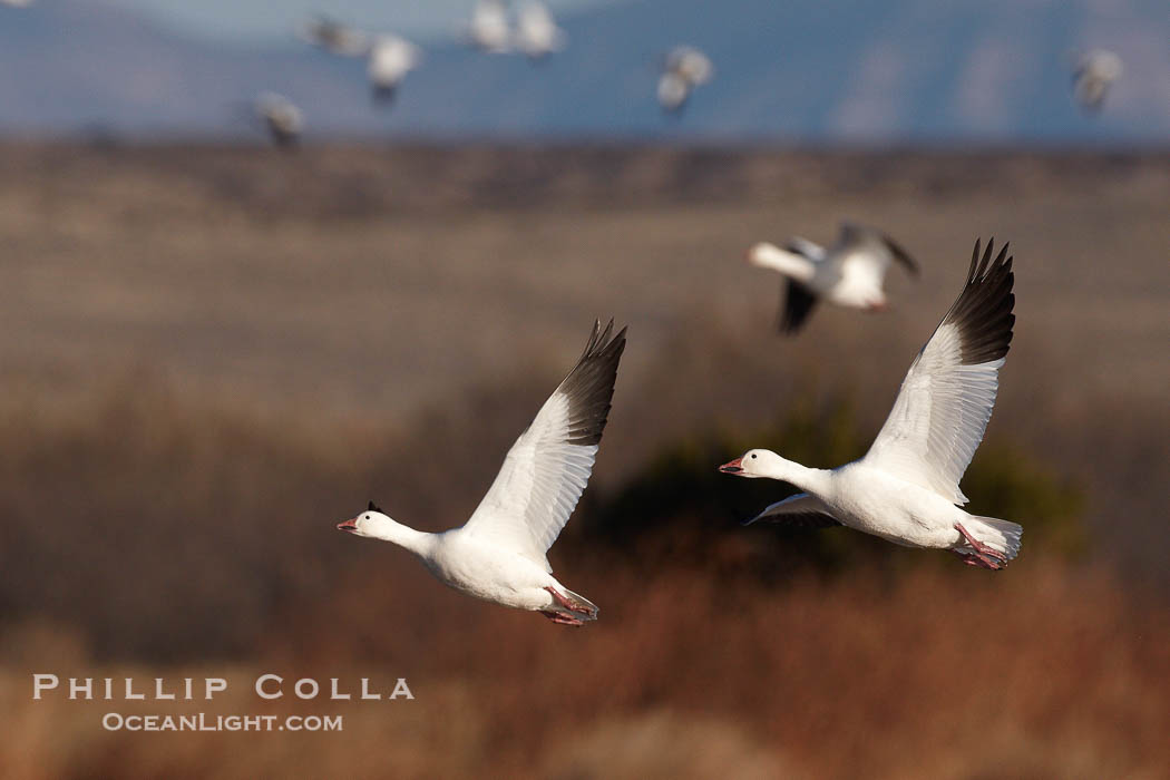 Snow geese in flight., Chen caerulescens, natural history stock photograph, photo id 22001