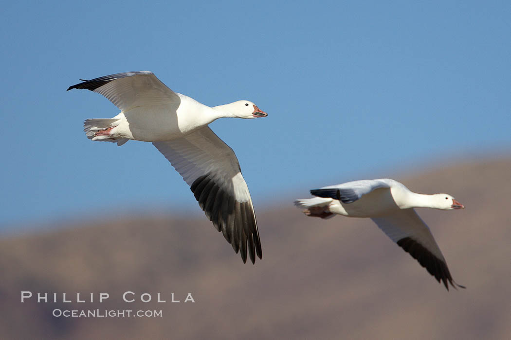 Snow geese in flight. Bosque del Apache National Wildlife Refuge, Socorro, New Mexico, USA, Chen caerulescens, natural history stock photograph, photo id 22065