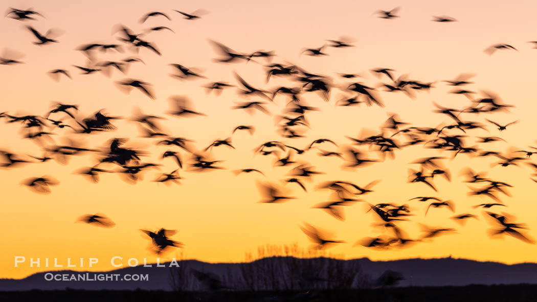 Snow geese fly in huge numbers at sunrise. Thousands of wintering snow geese take to the sky in predawn light in Bosque del Apache's famous "blast off". The flock can be as large as 20,000 geese or more. Bosque del Apache National Wildlife Refuge, Socorro, New Mexico, USA, Chen caerulescens, natural history stock photograph, photo id 39905