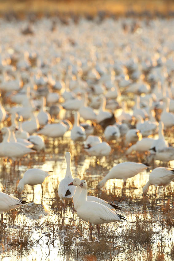 Snow geese resting, on a still pond in early morning light, in groups of several thousands, Chen caerulescens, Bosque del Apache National Wildlife Refuge, Socorro, New Mexico