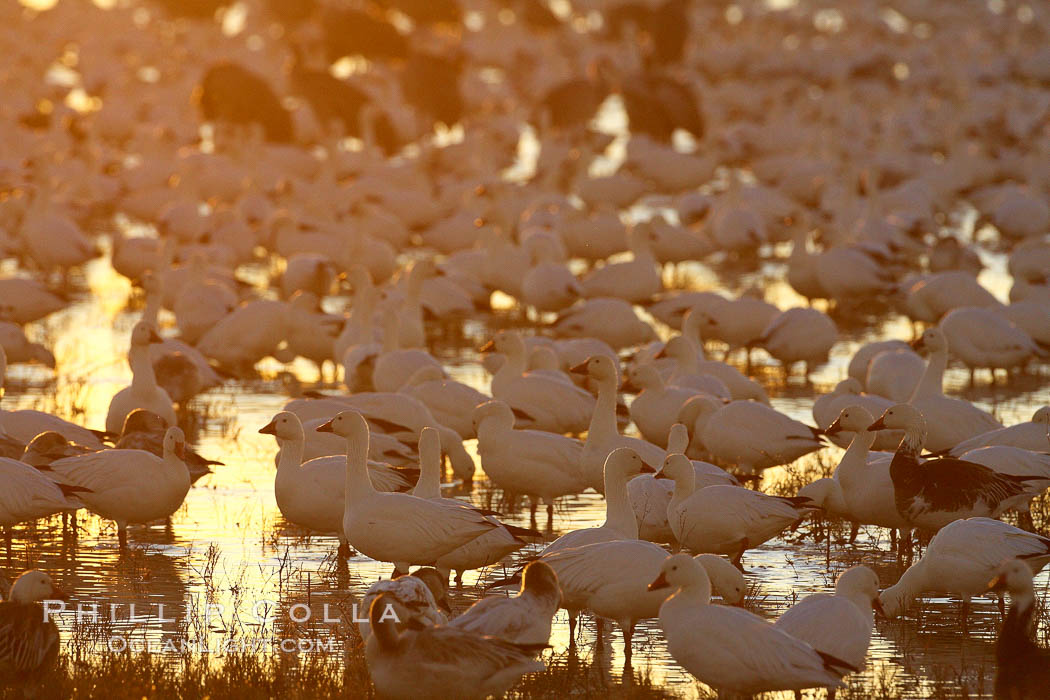 Snow geese resting, on a still pond in early morning light, in groups of several thousands. Bosque del Apache National Wildlife Refuge, Socorro, New Mexico, USA, Chen caerulescens, natural history stock photograph, photo id 21836