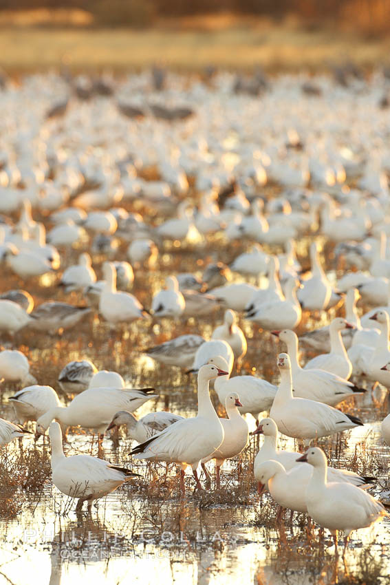 Snow geese resting, on a still pond in early morning light, in groups of several thousands. Bosque del Apache National Wildlife Refuge, Socorro, New Mexico, USA, Chen caerulescens, natural history stock photograph, photo id 21901