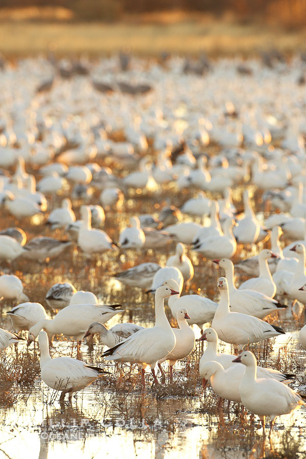 Snow geese resting, on a still pond in early morning light, in groups of several thousands., Chen caerulescens, natural history stock photograph, photo id 21901