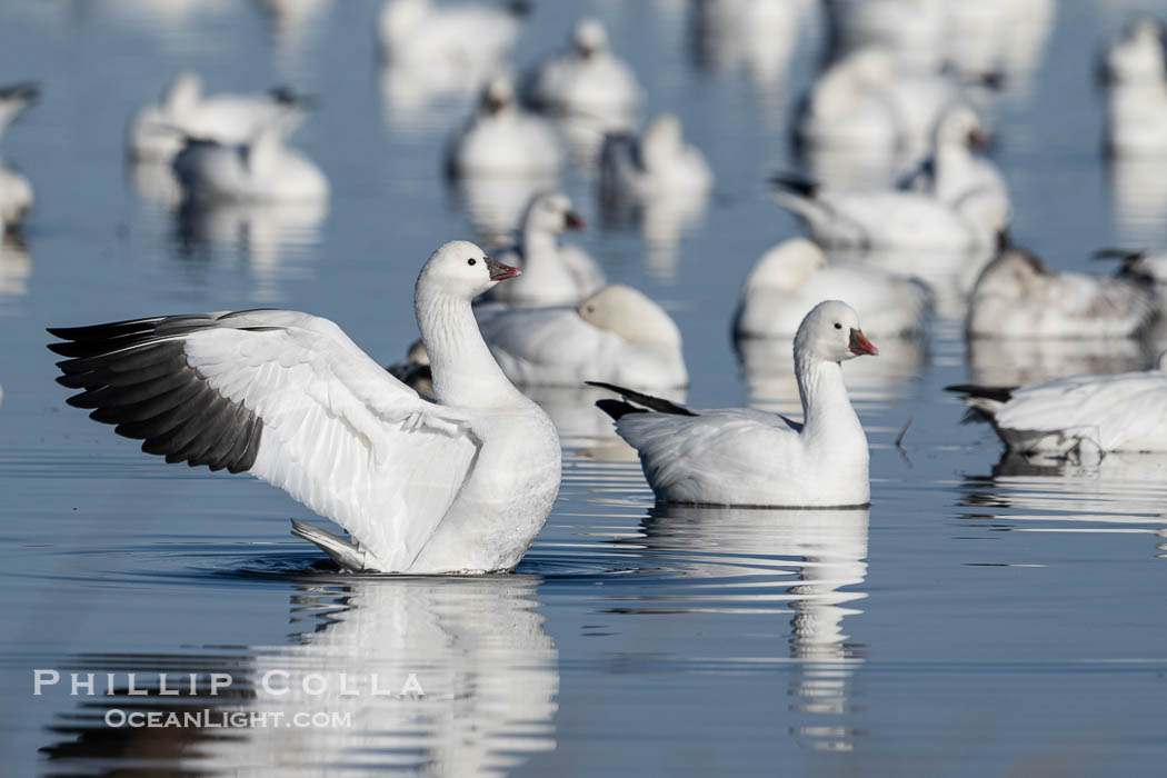 Snow geese resting, on a still pond in early morning light, in groups of several thousands. Bosque del Apache National Wildlife Refuge, Socorro, New Mexico, USA, Chen caerulescens, natural history stock photograph, photo id 39938