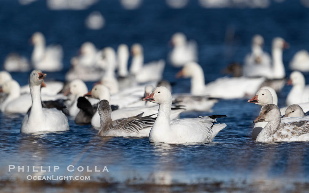 Snow geese resting, on a still pond in early morning light, in groups of several thousands. Bosque del Apache National Wildlife Refuge, Socorro, New Mexico, USA, Chen caerulescens, natural history stock photograph, photo id 39917