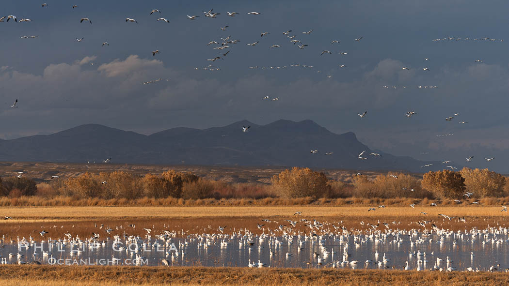 Snow geese and sandhill cranes. Bosque Del Apache, Socorro, New Mexico, USA, Chen caerulescens, Grus canadensis, natural history stock photograph, photo id 26205