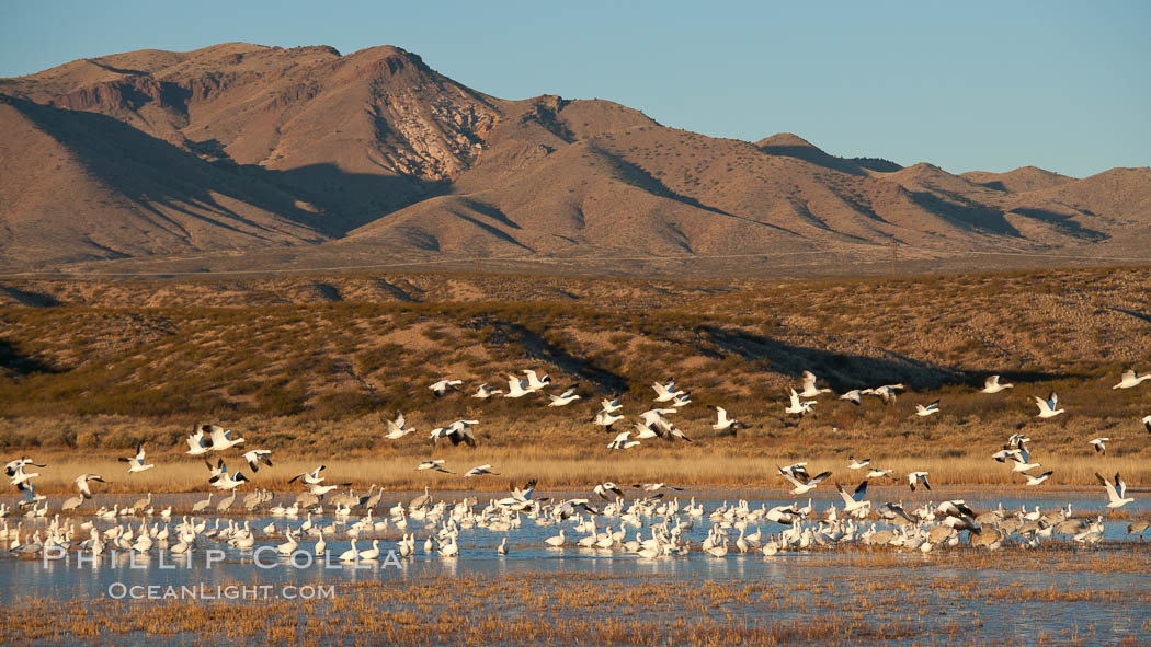 Snow geese and sandhill cranes. Bosque Del Apache, Socorro, New Mexico, USA, Chen caerulescens, Grus canadensis, natural history stock photograph, photo id 26217