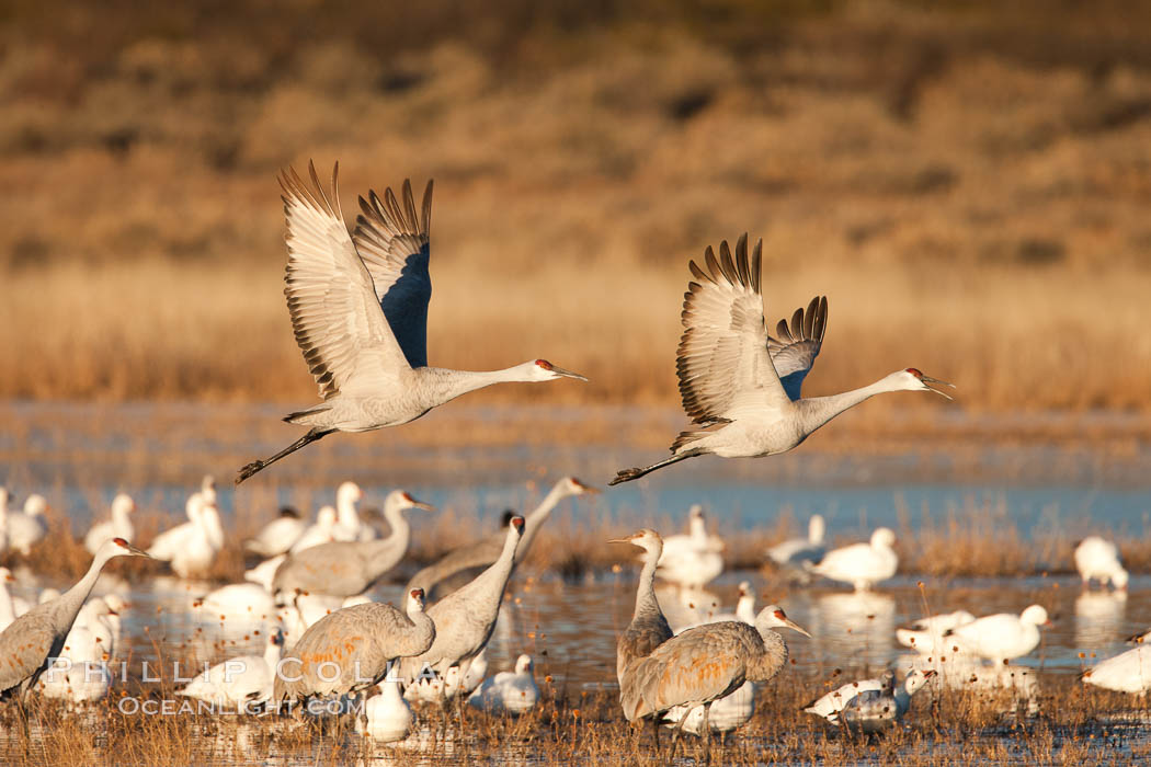 Snow geese and sandhill cranes. Bosque Del Apache, Socorro, New Mexico, USA, Chen caerulescens, Grus canadensis, natural history stock photograph, photo id 26221