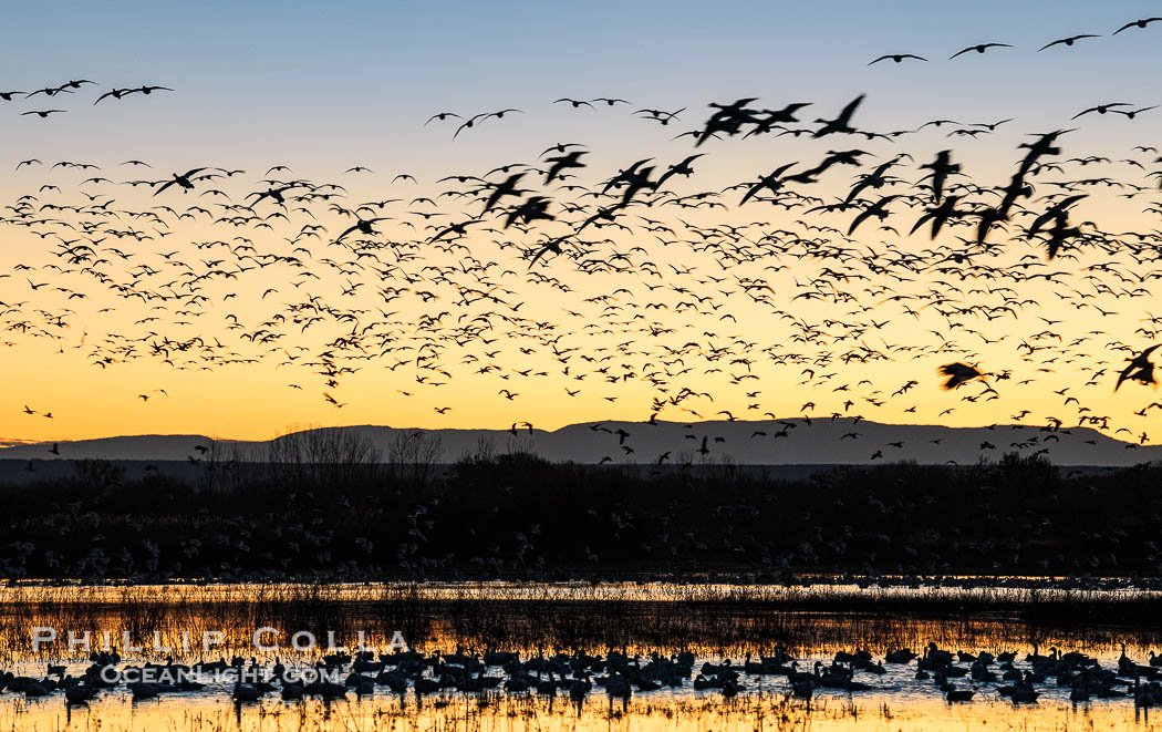 Snow geese fly in huge numbers at sunrise. Thousands of wintering snow geese take to the sky in predawn light in Bosque del Apache's famous "blast off". The flock can be as large as 20,000 geese or more. Bosque del Apache National Wildlife Refuge, Socorro, New Mexico, USA, Chen caerulescens, natural history stock photograph, photo id 38742
