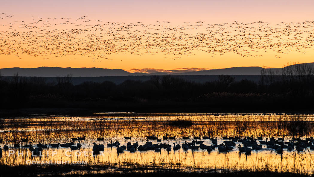 Snow geese fly in huge numbers at sunrise. Thousands of wintering snow geese take to the sky in predawn light in Bosque del Apache's famous "blast off". The flock can be as large as 20,000 geese or more. Bosque del Apache National Wildlife Refuge, Socorro, New Mexico, USA, Chen caerulescens, natural history stock photograph, photo id 38770