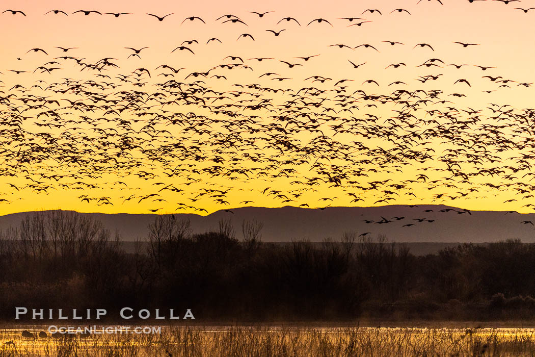 Snow geese fly in huge numbers at sunrise. Thousands of wintering snow geese take to the sky in predawn light in Bosque del Apache's famous "blast off". The flock can be as large as 20,000 geese or more. Bosque del Apache National Wildlife Refuge, Socorro, New Mexico, USA, Chen caerulescens, natural history stock photograph, photo id 38792