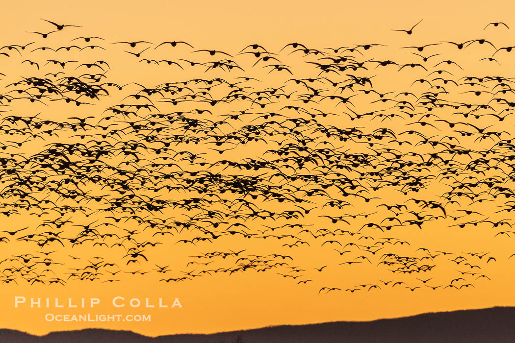 Snow geese fly in huge numbers at sunrise. Thousands of wintering snow geese take to the sky in predawn light in Bosque del Apache's famous "blast off". The flock can be as large as 20,000 geese or more., Chen caerulescens, natural history stock photograph, photo id 38793